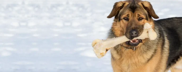 Why Do Dogs Like Bones?