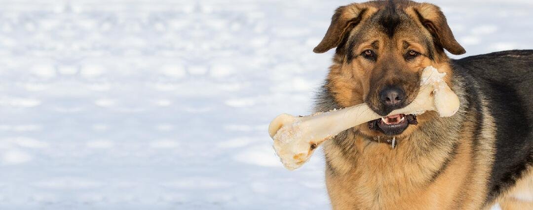 Why Do Dogs Like Bones?