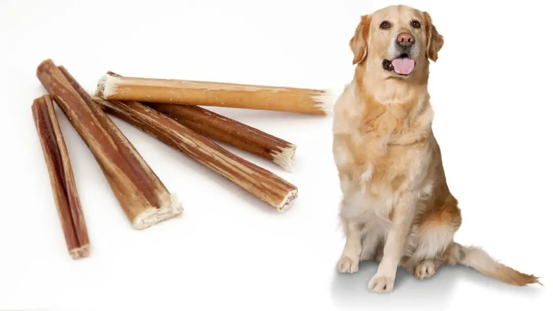 Why Do Dogs Like Bully Sticks?