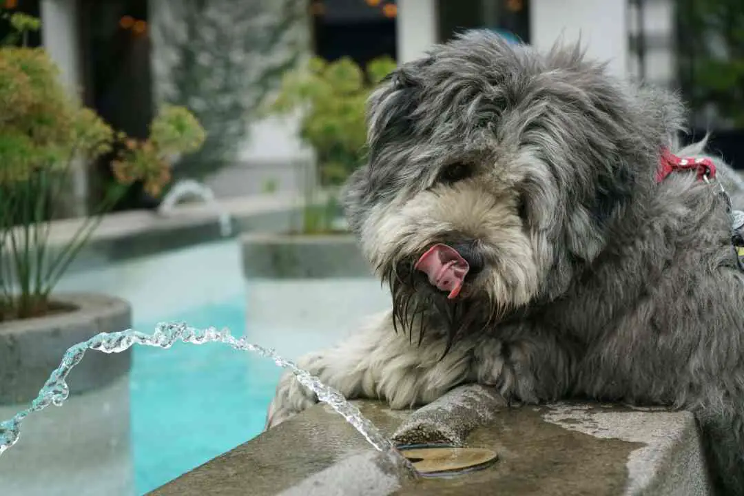 How Long Can Dogs Go Without Water